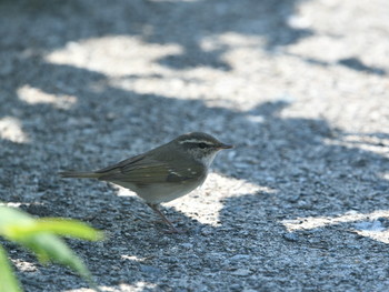 Sakhalin Leaf Warbler Hegura Island Thu, 5/16/2019