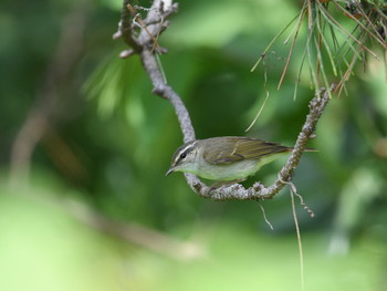 Sakhalin Leaf Warbler Hegura Island Thu, 5/16/2019