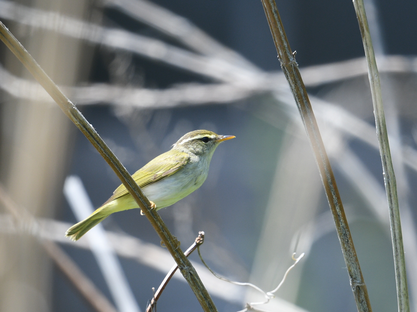 Photo of Eastern Crowned Warbler at Hegura Island by Yuki86