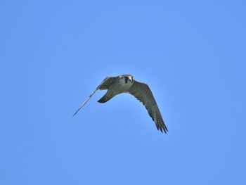 ハヤブサ 舳倉島 2019年5月16日(木)