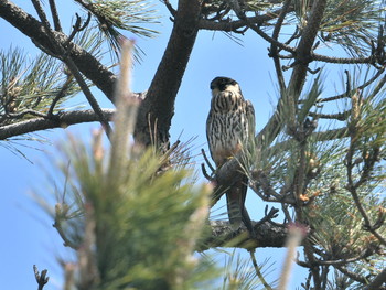 Eurasian Hobby Hegura Island Thu, 5/16/2019