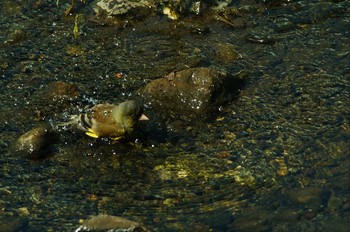 カワラヒワ 野川 2019年5月23日(木)