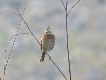 ホオジロ 桂川河畔 2019年5月27日(月)