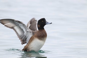 Greater Scaup Kushiro Port Sun, 12/23/2018