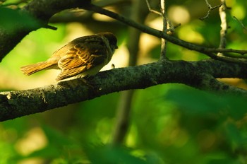 スズメ 野川 2019年5月25日(土)