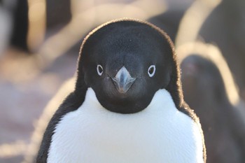 アデリーペンギン 南極 2019年1月16日(水)