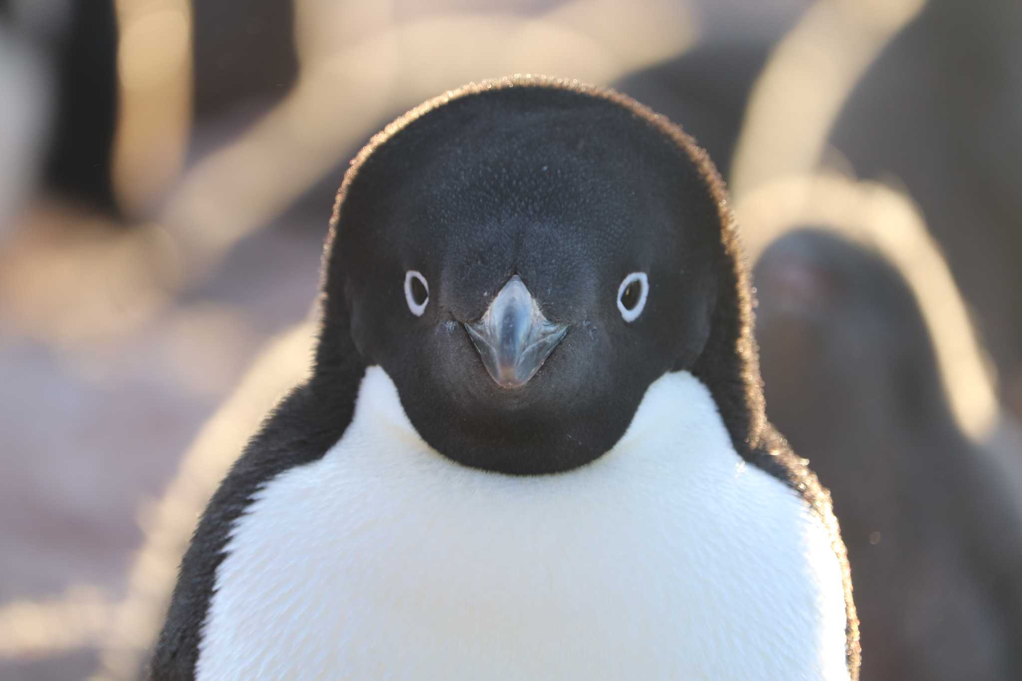 Photo of Adelie Penguin at Antarctica by JT