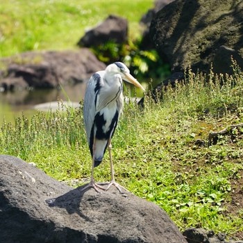 アオサギ 旧芝離宮恩賜庭園 2019年5月30日(木)