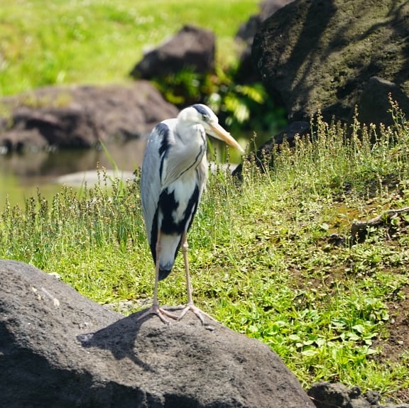 Photo of Grey Heron at 旧芝離宮恩賜庭園 by misa X