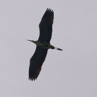 Grey Heron 旧芝離宮恩賜庭園 Thu, 5/30/2019