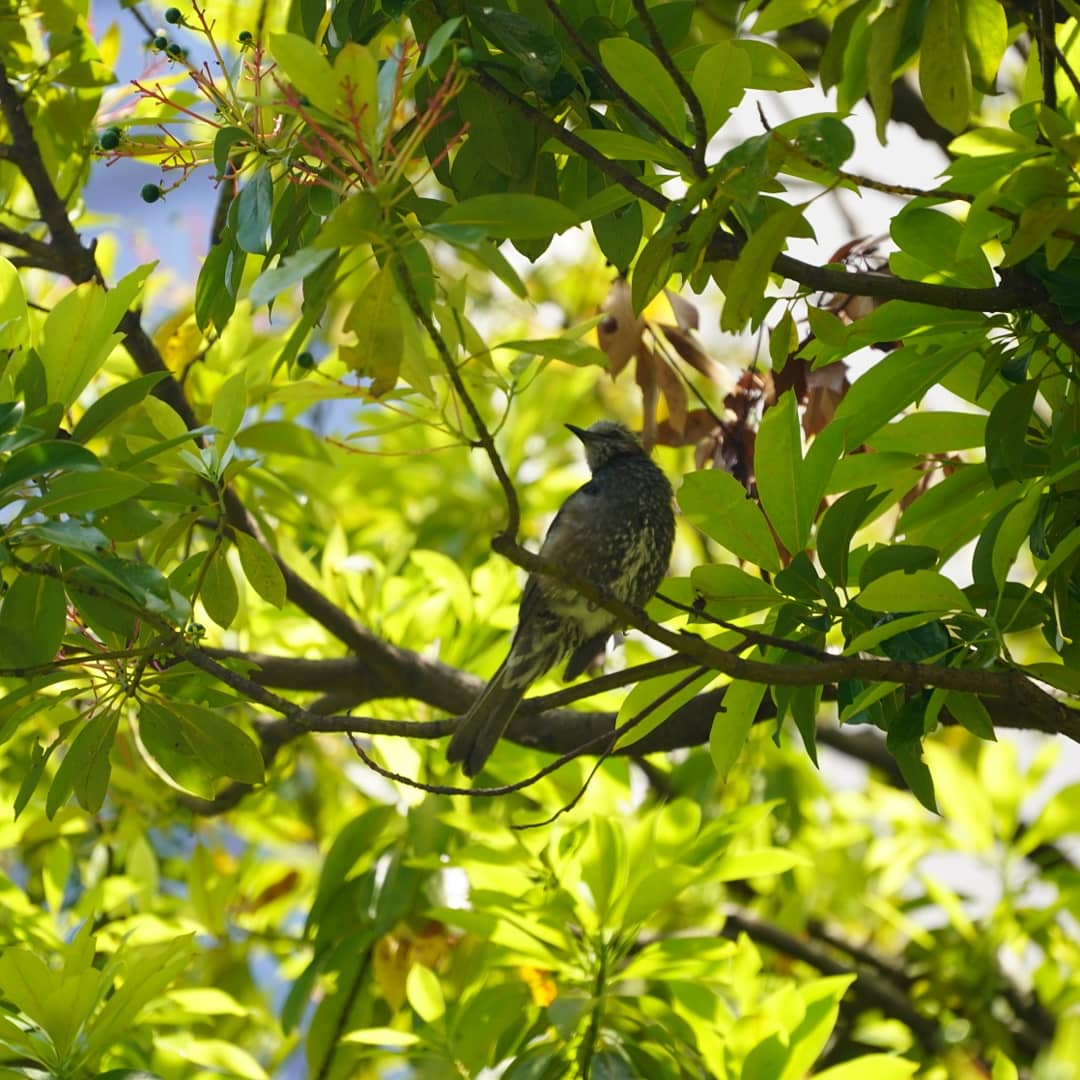 Photo of Brown-eared Bulbul at 旧芝離宮恩賜庭園 by misa X