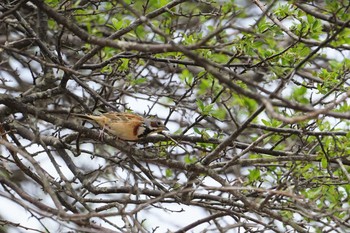 Chestnut-eared Bunting Kirigamine Highland Sun, 5/26/2019