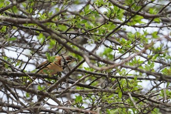 Chestnut-eared Bunting Kirigamine Highland Sun, 5/26/2019