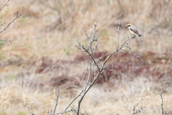 モズ 霧ヶ峰高原 2019年5月26日(日)