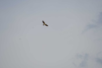 2019年5月26日(日) 霧ヶ峰高原の野鳥観察記録