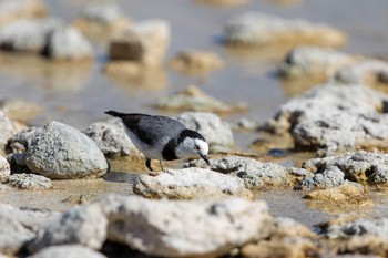 White-fronted Chat Rottnest Island Sat, 4/27/2019