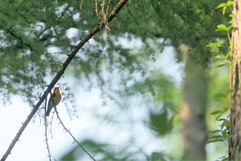 キビタキ 八千穂高原 2019年5月27日(月)