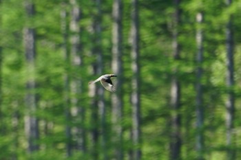 モズ 八千穂高原 2019年5月27日(月)