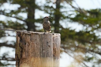 2019年5月27日(月) 八千穂高原の野鳥観察記録