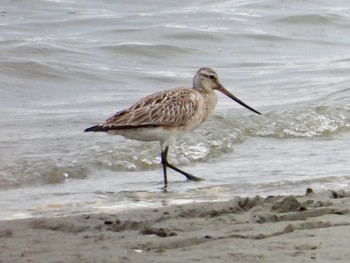 Bar-tailed Godwit 大阪府大阪市 Sun, 5/19/2019