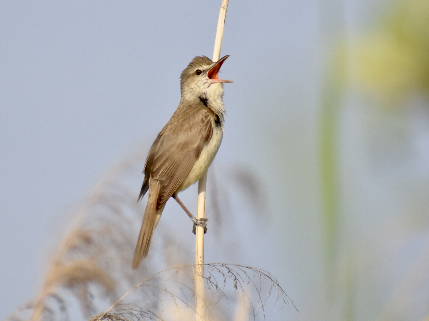 Photo of Oriental Reed Warbler at  by ヨウコ