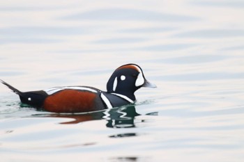 Harlequin Duck Kushiro Port Sun, 12/23/2018