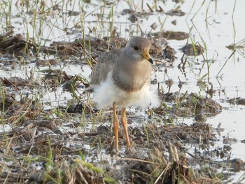 Grey-headed Lapwing 知多市 Thu, 5/30/2019