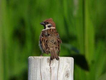 Eurasian Tree Sparrow 群馬県 Thu, 5/30/2019