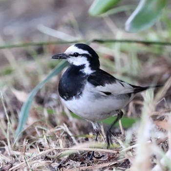 White Wagtail 平城宮跡 Thu, 5/30/2019