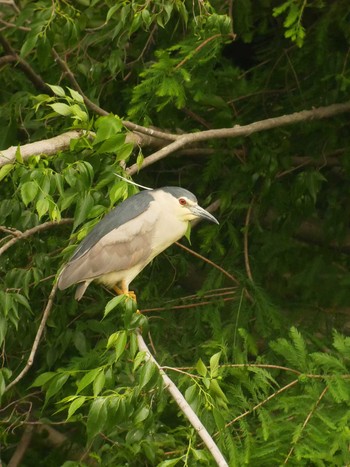 Black-crowned Night Heron 柏市の公園 Tue, 5/28/2019