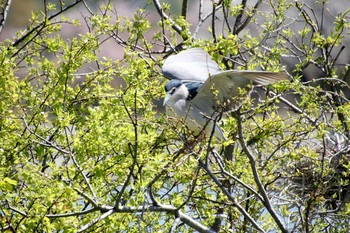 Black-crowned Night Heron Unknown Spots Tue, 4/16/2019