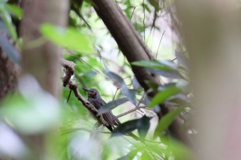 ヒヨドリ 葛西臨海公園 2019年5月31日(金)