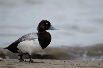 Greater Scaup Kasai Rinkai Park Fri, 5/31/2019