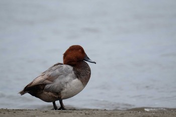 Common Pochard Kasai Rinkai Park Fri, 5/31/2019