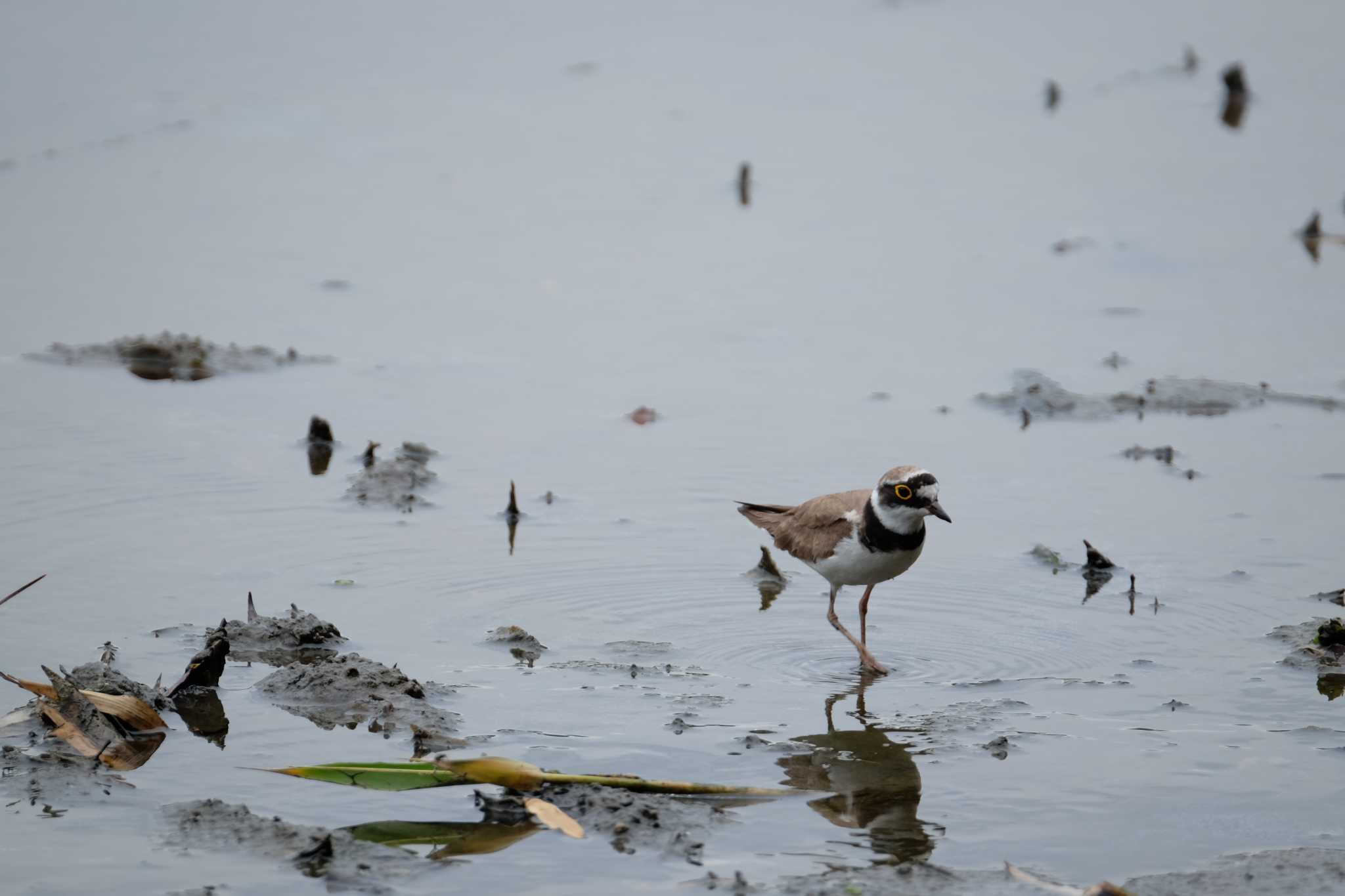 Little Ringed Plover