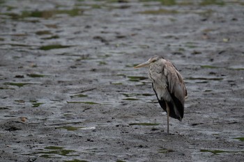 アオサギ 葛西臨海公園 2019年5月31日(金)