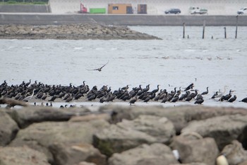 Great Cormorant Kasai Rinkai Park Fri, 5/31/2019