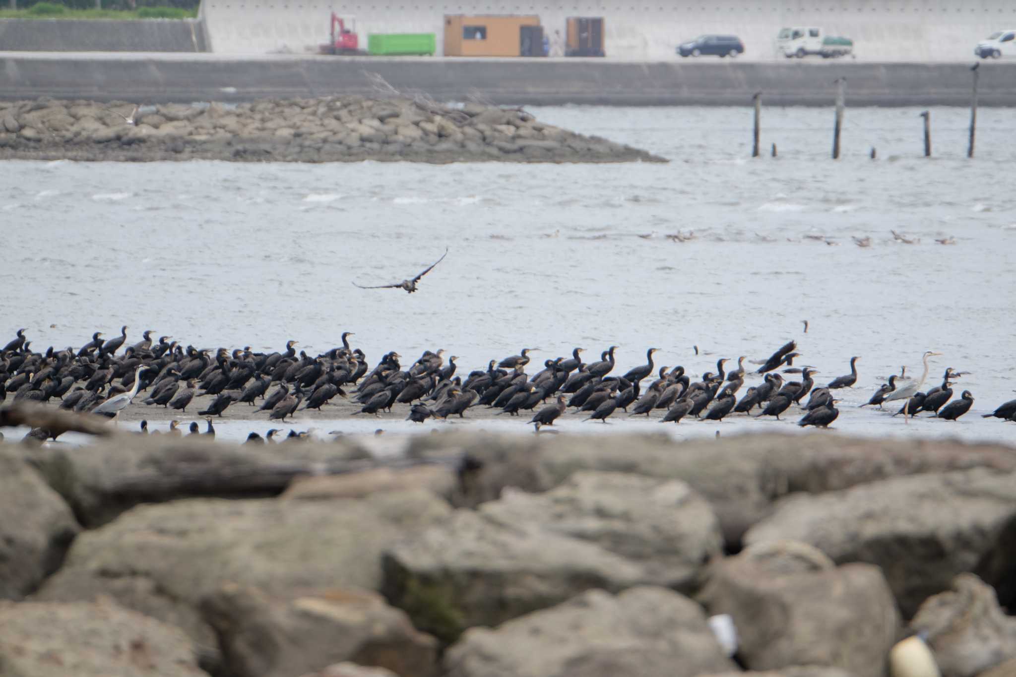 葛西臨海公園 カワウの写真 by toru