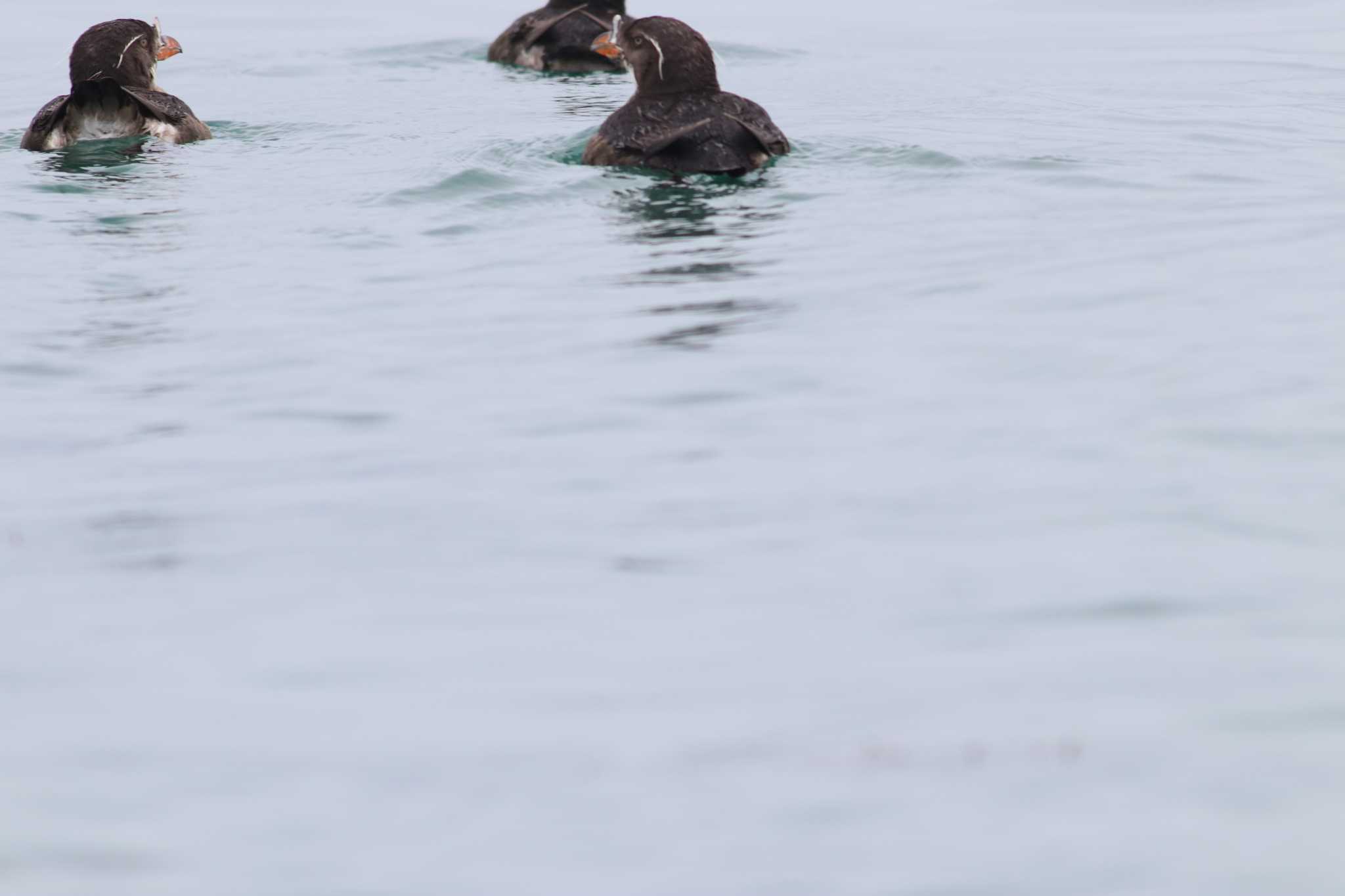 ウトウ by Hokkaido.univ