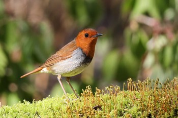 コマドリ 山梨県 2019年5月17日(金)