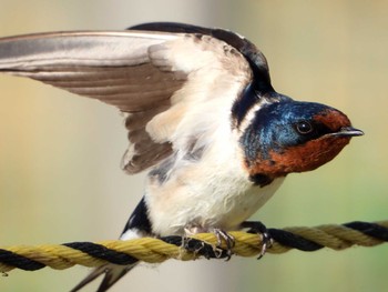 Barn Swallow 多々良沼 Thu, 5/30/2019