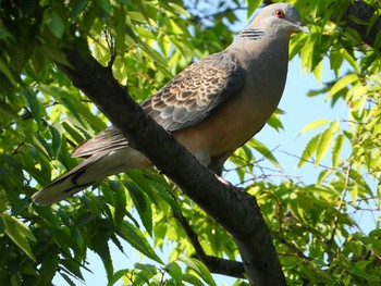 Oriental Turtle Dove Isanuma Thu, 5/23/2019