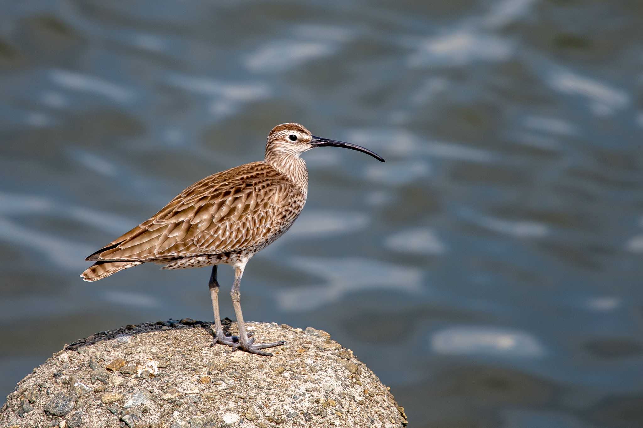 Photo of Eurasian Whimbrel at 加古川河口 by ときのたまお