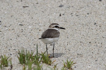 2019年6月1日(土) 五主海岸の野鳥観察記録