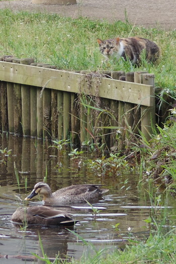 Eastern Spot-billed Duck 生田緑地 Sat, 6/1/2019