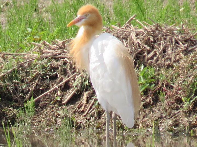 巨椋干拓地 アマサギの写真 by かっぱ