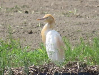 アマサギ 巨椋干拓地 2019年6月1日(土)