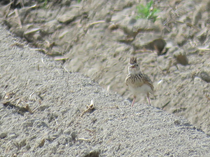 Photo of Eurasian Skylark at 巨椋干拓地 by かっぱ