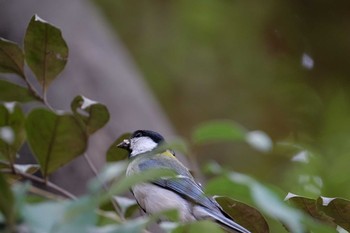 Japanese Tit Tokyo Port Wild Bird Park Sat, 6/1/2019