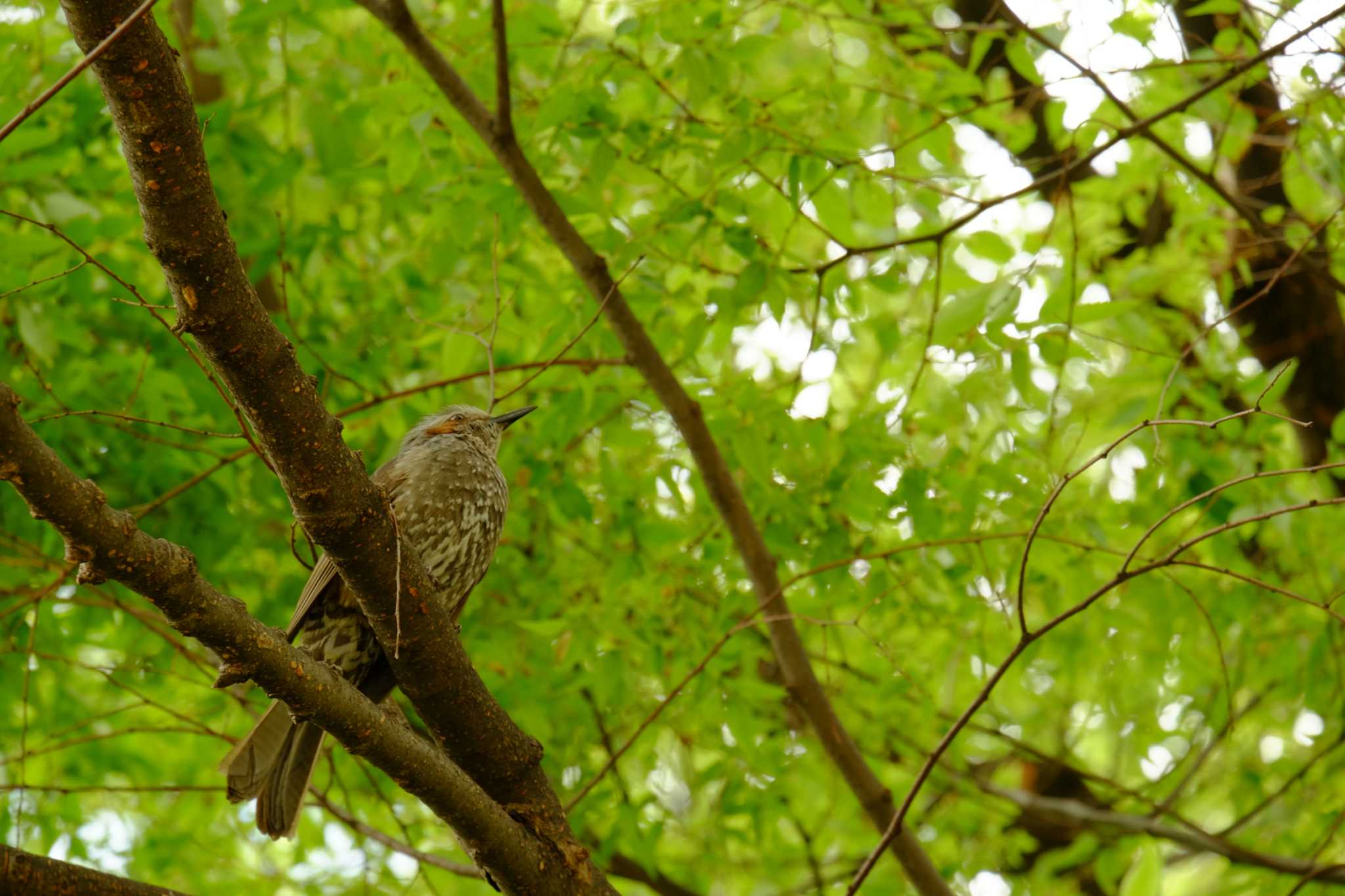 Brown-eared Bulbul